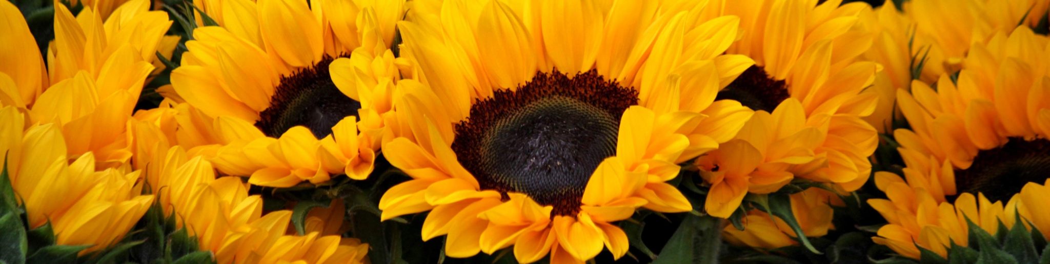De zonnebloemen Nationale Herdenking 15 Augustus 1945